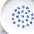 Resin Ornaments Card Candle Making Natural Forget-Me-Not Dried Flowers Pressed Flower Don't Forget Me. 