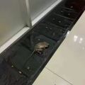 Rat Blanket Super Glue Rat Magic Carpet Large Size Rat Sticker Household Insect Artifact Mice Mouse Rodent Glue Traps Board Mice Catcher Trap. 