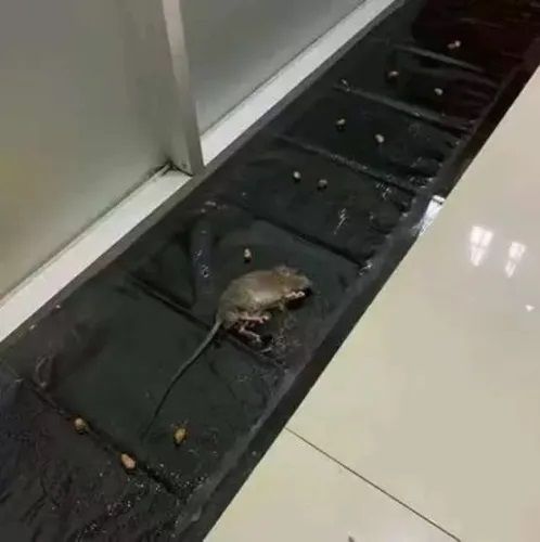 Rat%20Blanket%20Super%20Glue%20Rat%20Magic%20Carpet%20Large%20Size%20Rat%20Sticker%20Household%20Insect%20Artifact%20Mice%20Mouse%20Rodent%20Glue%20Traps%20Board%20Mice%20Catcher%20Trap%20-%20Image%202