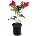 Bougainvillea Garden-Plant |Best for Seed Garden & Home Decoration|. 