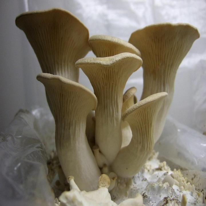 King Oyster Mushroom Spawn Seeds | Daraz.pk