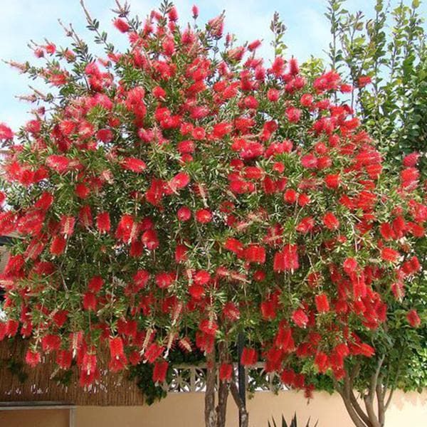 Red Bottlebrush / Bottle Brush / Callistemon Tree Seeds