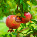 Spices.pk Pomegranate Seeds / Annar Dana / Dried Pomegranate Seeds whole wt.150gm. 