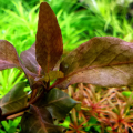 Hygrophila sp. "Brown" Aquarium [ Live ] Plant. 