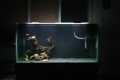 5KG Black sand for Aquarium, live plants, fish, freshwater tank and resin art or garden decoration. 