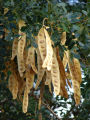 Shareen / Albizia / Lebbeck Tree Seeds High Germination Rate. 