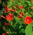 MEXICAN IMPORTED Morning Glory Flowers SCARLET ORANGE Color LUCKY PLANT Summer/Spring Vine Creeper 10 FT tall 6 FT wide IPOMOEA Flower Seeds BY GREEN GOLD. 