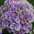 50 Pcs/bag Hydrangea Seed Bonsai Flower Seeds China Hydrangea Perennial Garden Flowers Seeds Outdoor Plant Pot Seeds Vegetable Flower Plant Seed Gardening Deco Bonsai Seed. 