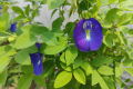 Buy Butterfly Pea Flower Seeds - High-Quality Butterfly Pea Seeds for Beautiful Blue Pea & Clitoria Ternatea - Darwin Pea & Cordofan Pea Varieties - Grow Stunning Asian Pigeonwings in Your Garden. 