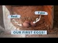 CHICKEN / Poultry Pack of 6 Artificial Plastic Eggs for Broody Hen ( Light Weight Egg Hollow from Inside ). 