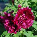 Hollyhock Seeds (Dwarf) - Queeny Purple 15gm. 