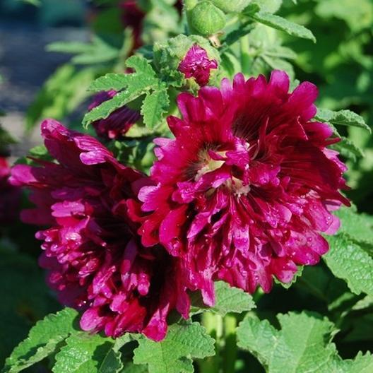 Hollyhock Seeds (Dwarf) - Queeny Purple 15gm