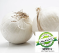30 SEEDS Onion White Sweet Spanish (100% Heirloom/Non-Hybrid/Non-GMO)Perfect for beginners The White Sweet Spanish variety will produces a globed shaped white onion. 