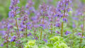Seeds  - Catnip Herb Seeds - Home Kitchen Gardening Flower Seeds. 