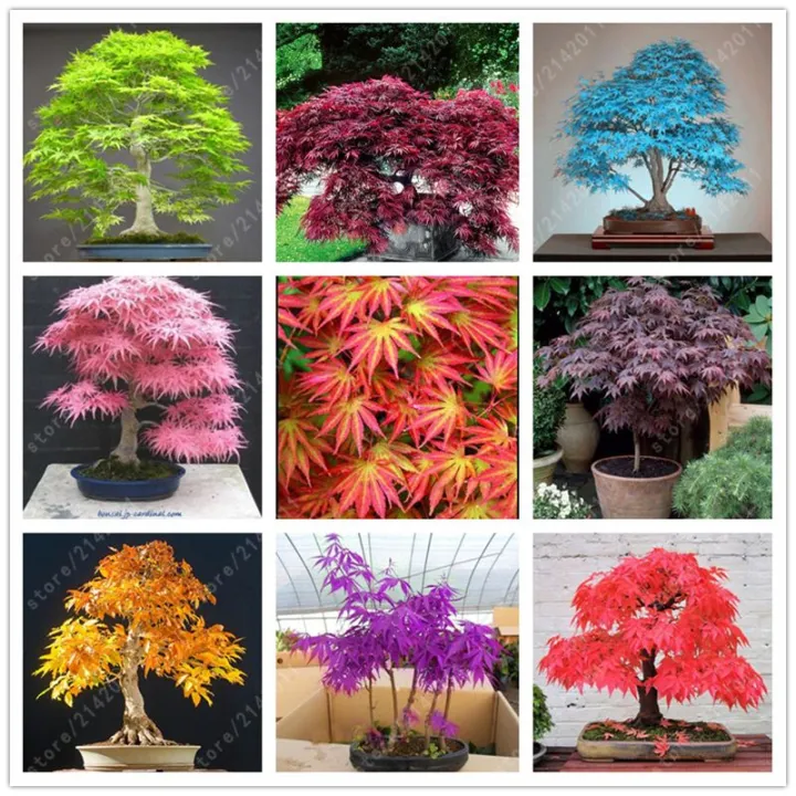 Rare%20Bonsai%20Mix%20Maple%20Tree%20Seeds%20-%20Image%202