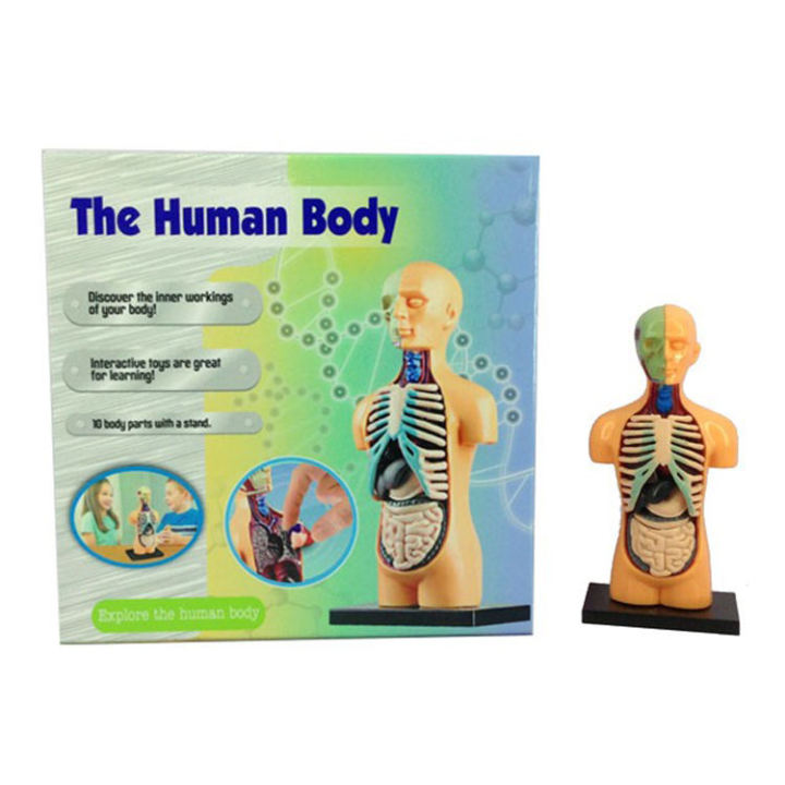 The human body science and nature Educational toy for kids 10 body parts with a stand