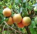 Grapefruit Imported Ruby Red Seeds Fresh Imported Hybrid Organic (50 SEEDS). 