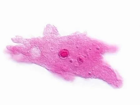 Amoeba%20%20-%20Prepared%20Microscope%20Slide%20-%2075x25mm%20-%20Image%203