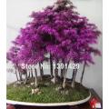 Rare Purple Dawn Redwood Bonsai Tree. 