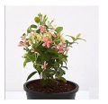 Rangoon Creeper (Jhumka Bail) |Best for Seed Garden & Home Decoration|. 