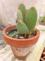 cactus and succulents real plants live plants. home gardening.rooftop garden. 