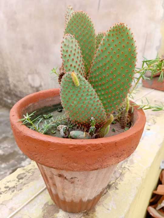 cactus%20and%20succulents%20real%20plants%20live%20plants.%20home%20gardening.rooftop%20garden%20-%20Image%205