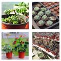 B2- Pack of 12 - Nursery Plastic Flower Plant Pots 5 x 5 inches. 
