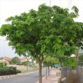 Shareen / Albizia / Lebbeck Tree Seeds High Germination Rate. 