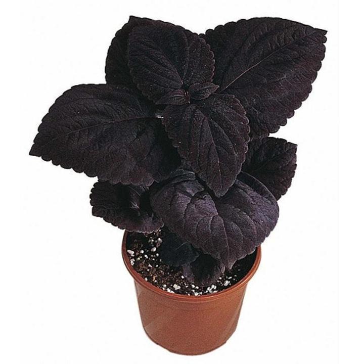 Giant Exhibition Palisandra Coleus Plant Seeds