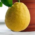 Lemon Baboon Fruit Tree Seeds. 