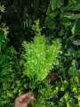 Artificial Mini Grass Leaves Plant Bunch Artificial Green Bunch Artificial Filler Leaves Green Bunch. 