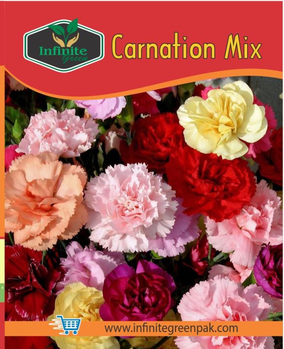 Carnation mix winter Flower seeds