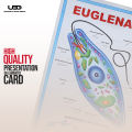 Euglena Wall Poster | Wall Chart For Science Labs Decoration | Unicellular Euglena Structure Presentation on 200 grams Card 20*30 inches. 