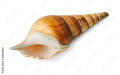 3 Snail Shape Seashells Pack Large Size For Home & Equrium Decoration. 