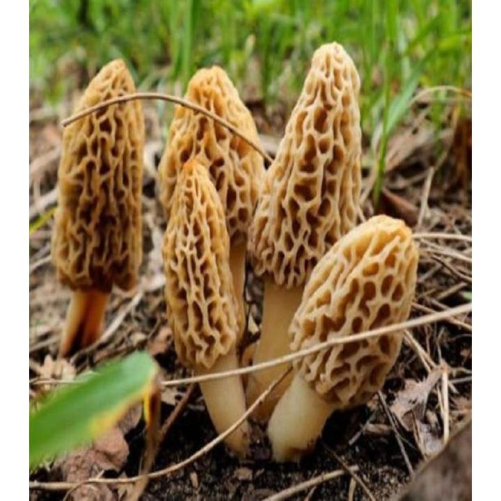 Morels Mushroom Seeds