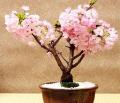 10 Pcs Cherry Blossoms Cherry Tree Ornamental Plant. 