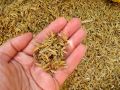 ORGANIC RICE HUSK | RICE HULL (CHAWAL KA CHILKA) 1KG PACK for lawn, plant and garden soiloi. 