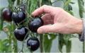 50/Bag Black Pearl Tomato Seeds. 