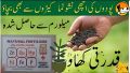 Mealworms frass fertilizer for your garden flowers & vegetable plants as organic booster for plants roots to provide extra strength & attacking colors... 