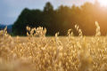 Oatmeal / Rolled Oats 1 Kg - COZEA. 
