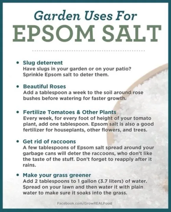 Epsom%20Salt%20For%20Plants%20500%20Grams%20Pack%20-%20Natural%20Mineral%20Fertilizer%20-%20Epsom%20Salt%20Bath%20(PAKISTAN%20MADE)%20-%20Image%204