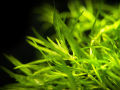 Guppy Grass (Egeria najas)/aquarium plants/aquarium decoration. 