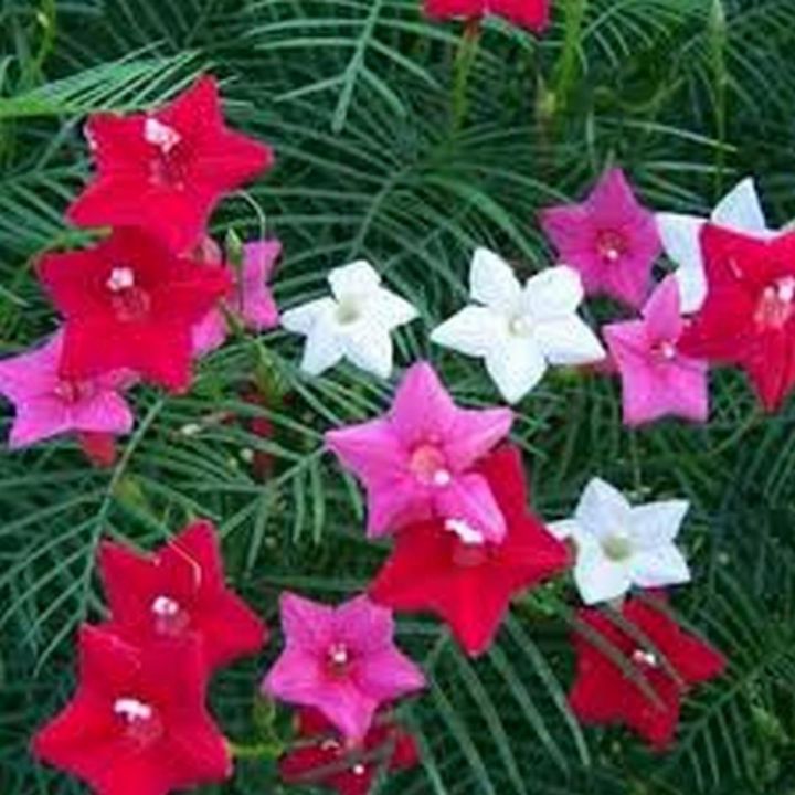 Cypress vine seeds star seeds flower seeds