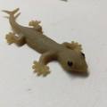 Kids Rubber Lizard Prank - Pack of 2 Lizards. 