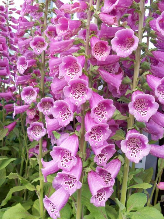50+Seeds%20%20-%20Digitalis%20Foxglove%20Foxy%20Mix%20Color%20Seeds%20-%20Home%20Kitchen%20Gardening%20Flower%20Seeds%20-%20Image%204