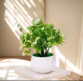 Artificial Mini Plants for Home & Office Decor – Small Decorative Plants for Desk, Tabletop, and Modern Indoor Spaces – Luxury Miniature Plants for Gifting Modern Mini Artificial Plants for Indoor Spaces Green Plants. 