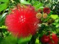 5 seeds of Red Powder Puff Tree (Calliandra haematocephala) Red Flower Plant. 