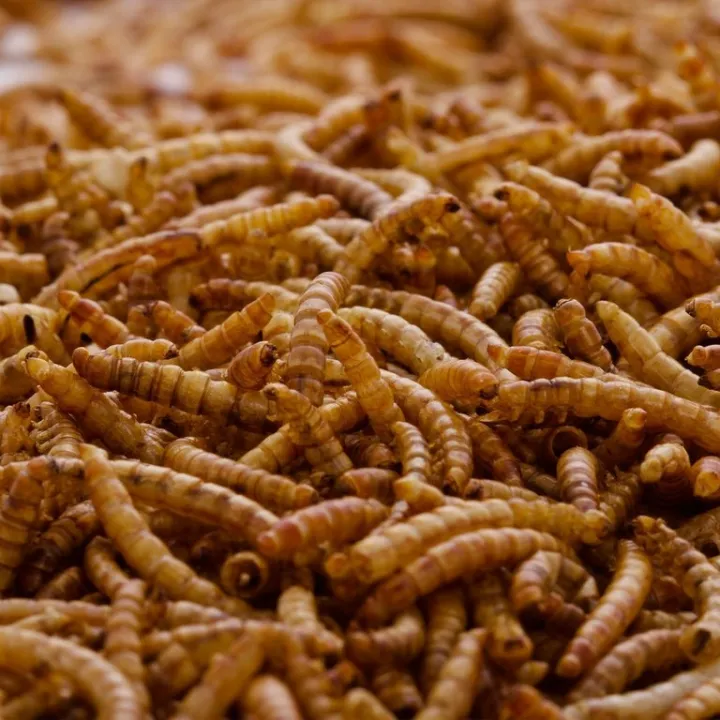 50G%20Calci%20Pro%20Healthy%20Natural%20Organic%20Dried%20Mealworms%20For%20Aquarium%20Fish/Turtle/Bird/Hamster%20Feed%20-%20Image%203