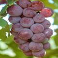 Grapes Catawba Red Fruit Tree Seeds. 