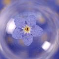 Resin Ornaments Card Candle Making Natural Forget-Me-Not Dried Flowers Pressed Flower Don't Forget Me. 